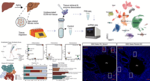 KAIST-KRIBB 공동연구…‘FiNi-seq’ 기술로 노화 유도 미세환경 정밀 규명