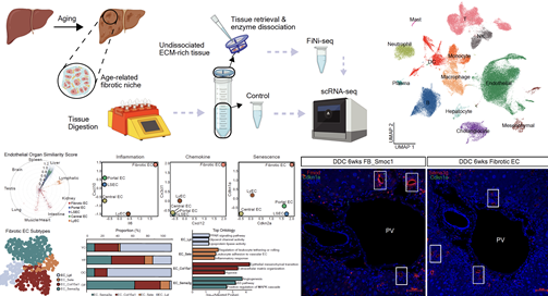 KAIST-KRIBB 공동연구…‘FiNi-seq’ 기술로 노화 유도 미세환경 정밀 규명