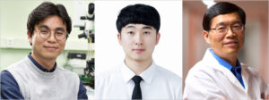 부산대–캘리포니아공대, 혈액 산소포화도 정량화하는 광음향 영상 기술 개발